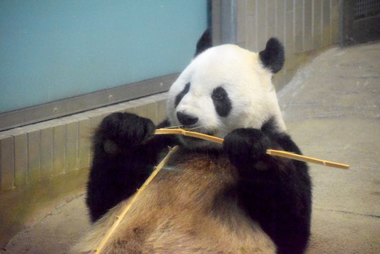 パクパク♪美味しそうに竹を食べる、リーリー。［上野動物園お父さんパンダ］