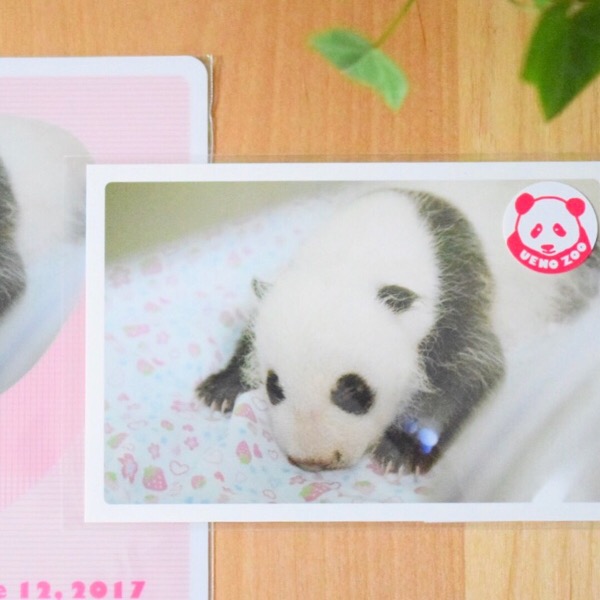 上野動物園シンシンの赤ちゃんがポストカードになりました。 | 夢が
