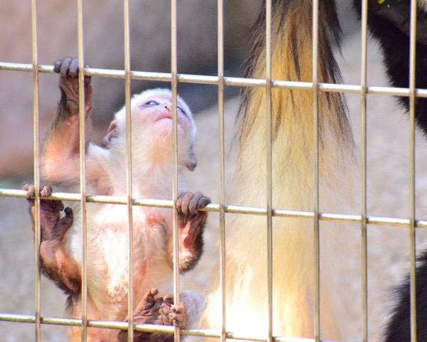 上野動物園 アビシニアコロブスの赤ちゃん
