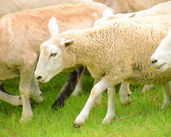 可愛い羊のダイナミックな大行進！颯爽と走る牧羊犬もカッコよかった、マザー牧場「羊の大行進」。