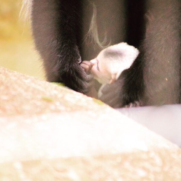 ちょこんと顔を見せるアビシニアコロブスの赤ちゃん。上野動物園2017年9月18日生まれ。