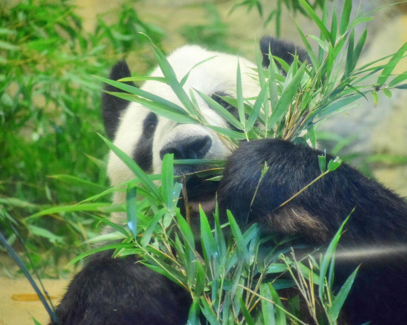 上野動物園 お父さんパンダのリーリー