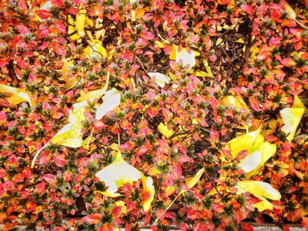 上野動物園の紅葉