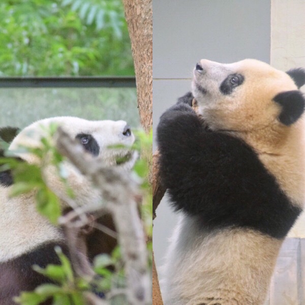 上野動物園親子パンダ リーリーとシャンシャン